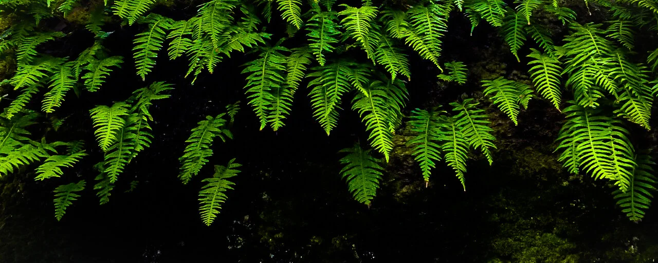 Oregon Ferns