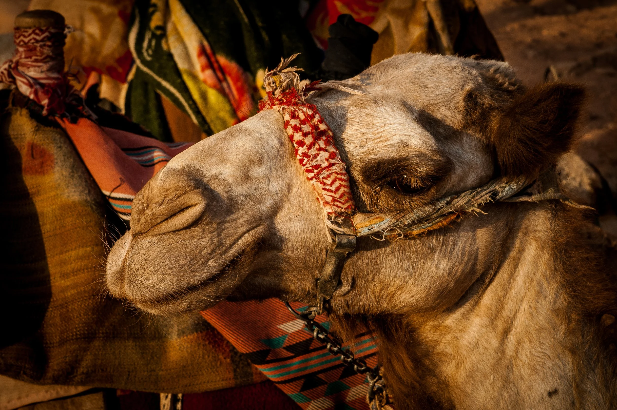 Camel, Petra Jordan
