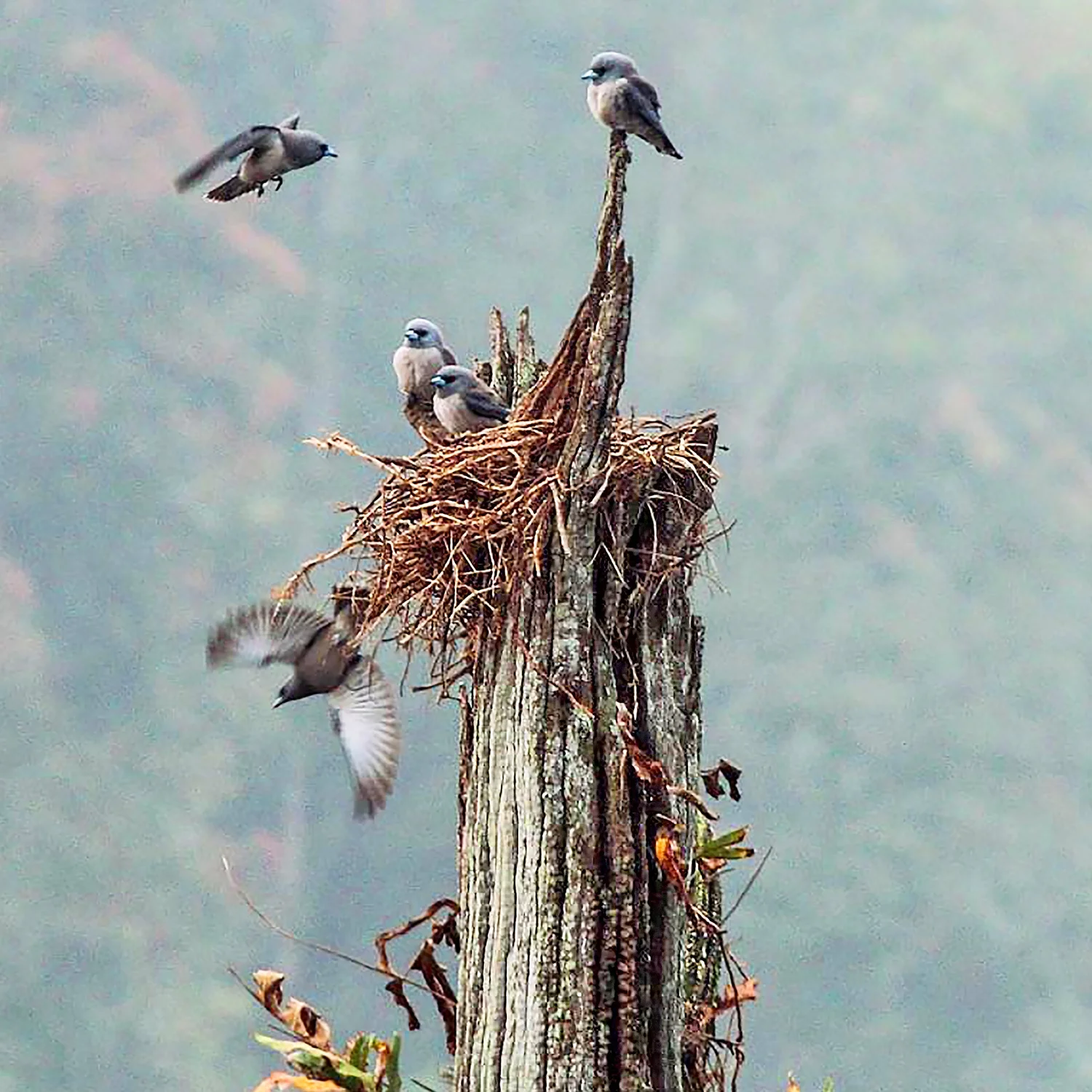 Blue Hope, Periyar, India