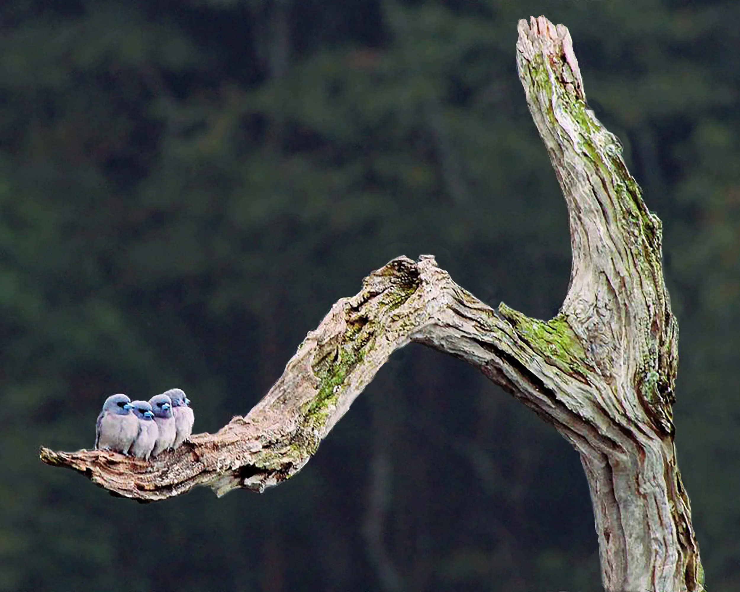 Suspense, Periyar, India