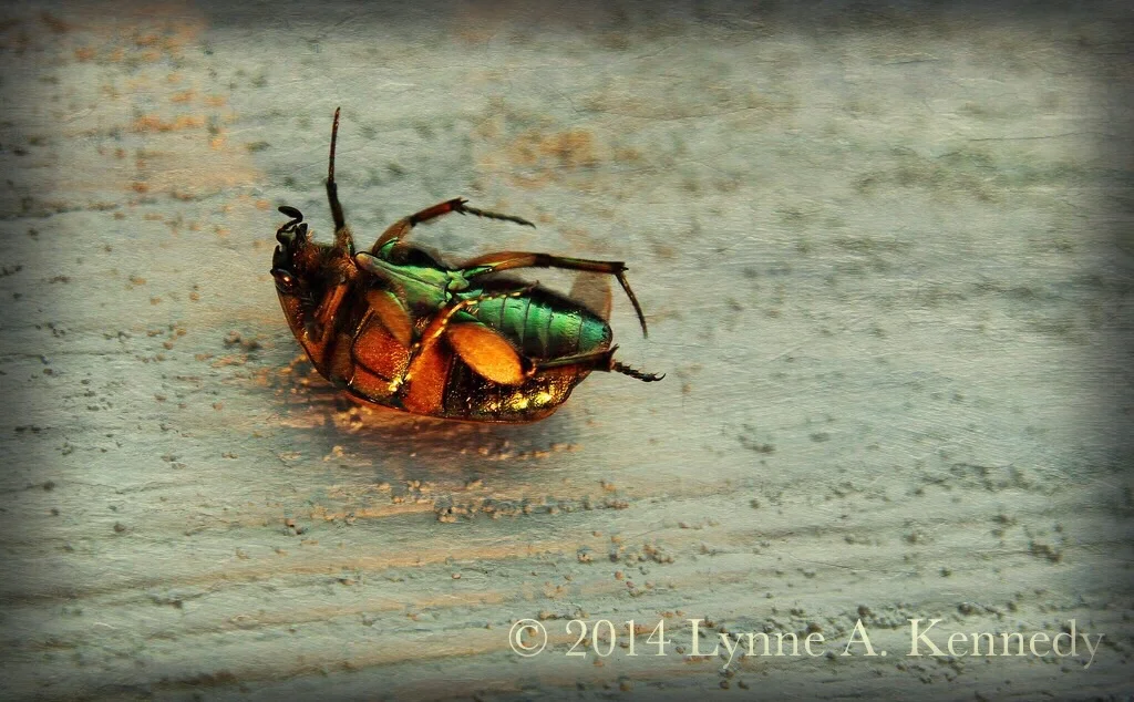 Cicada