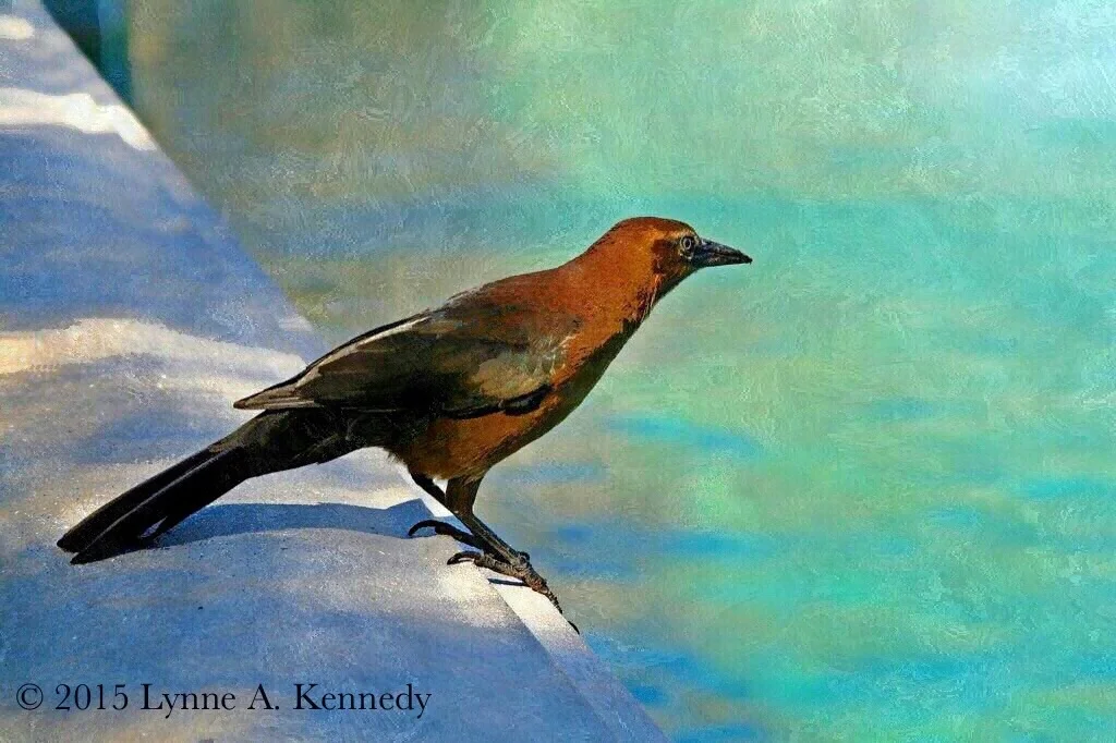 Bird at Bellagio, Las Vegas