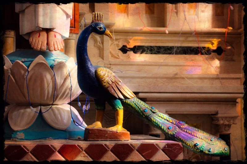 Jesus of the Peacocks