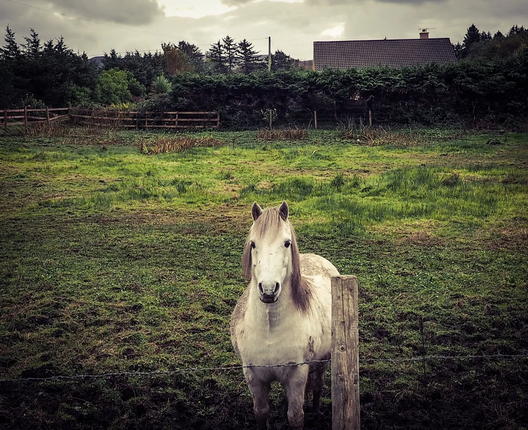White Horse, Ring of Kerry