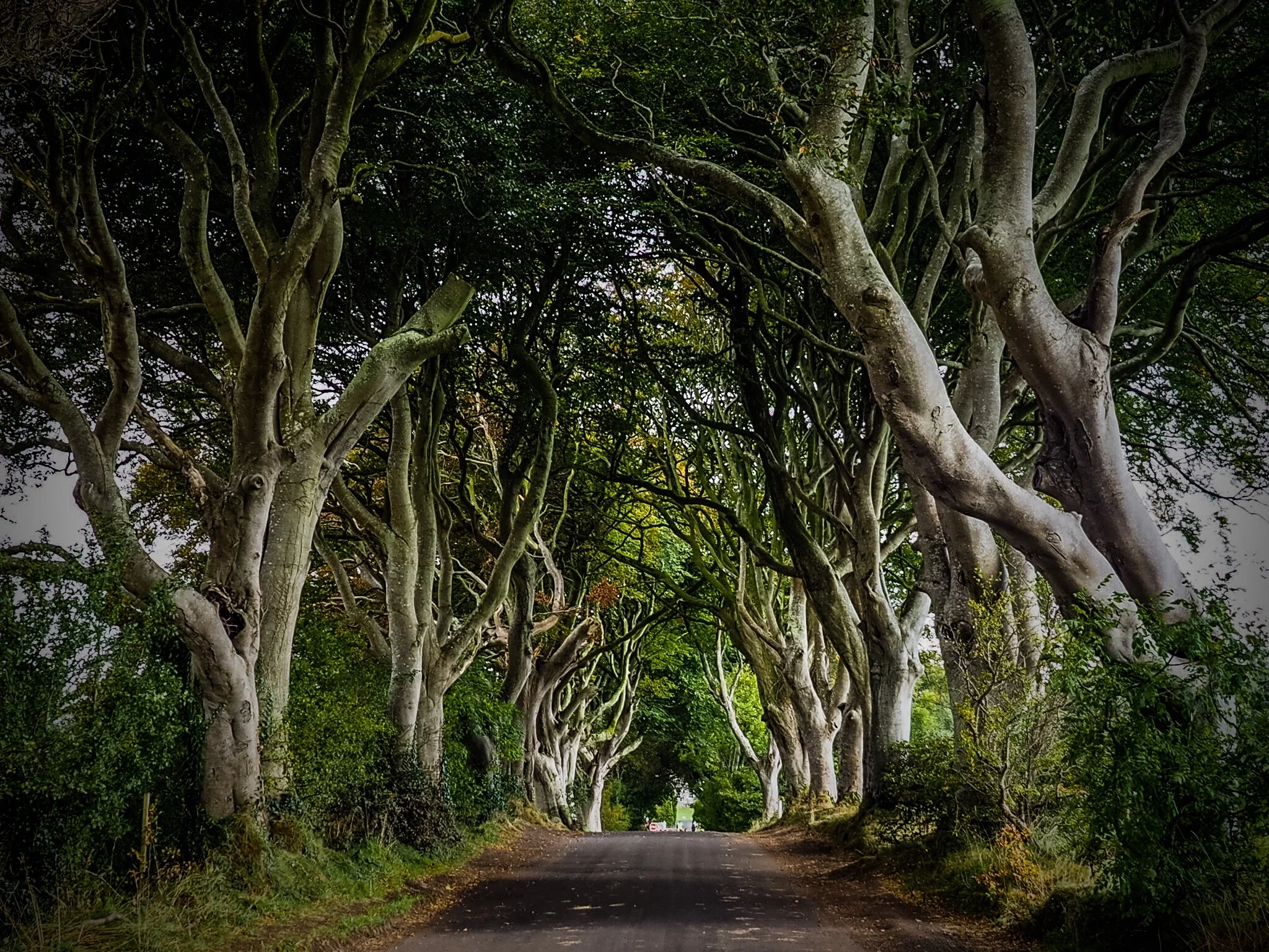 Dark Hedges