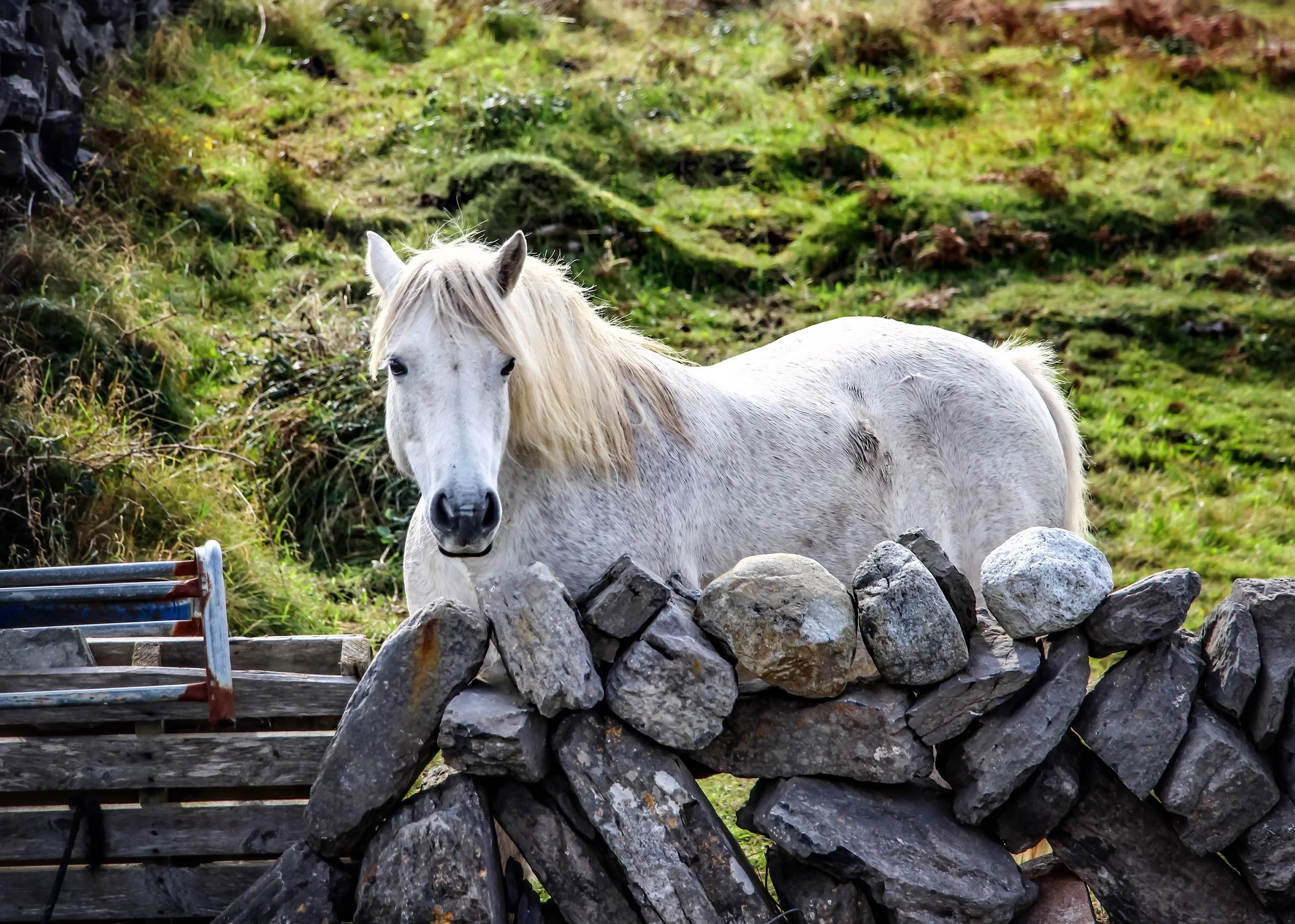 White Horse, Inishmore