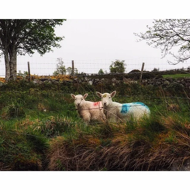 Lambs, Wicklow