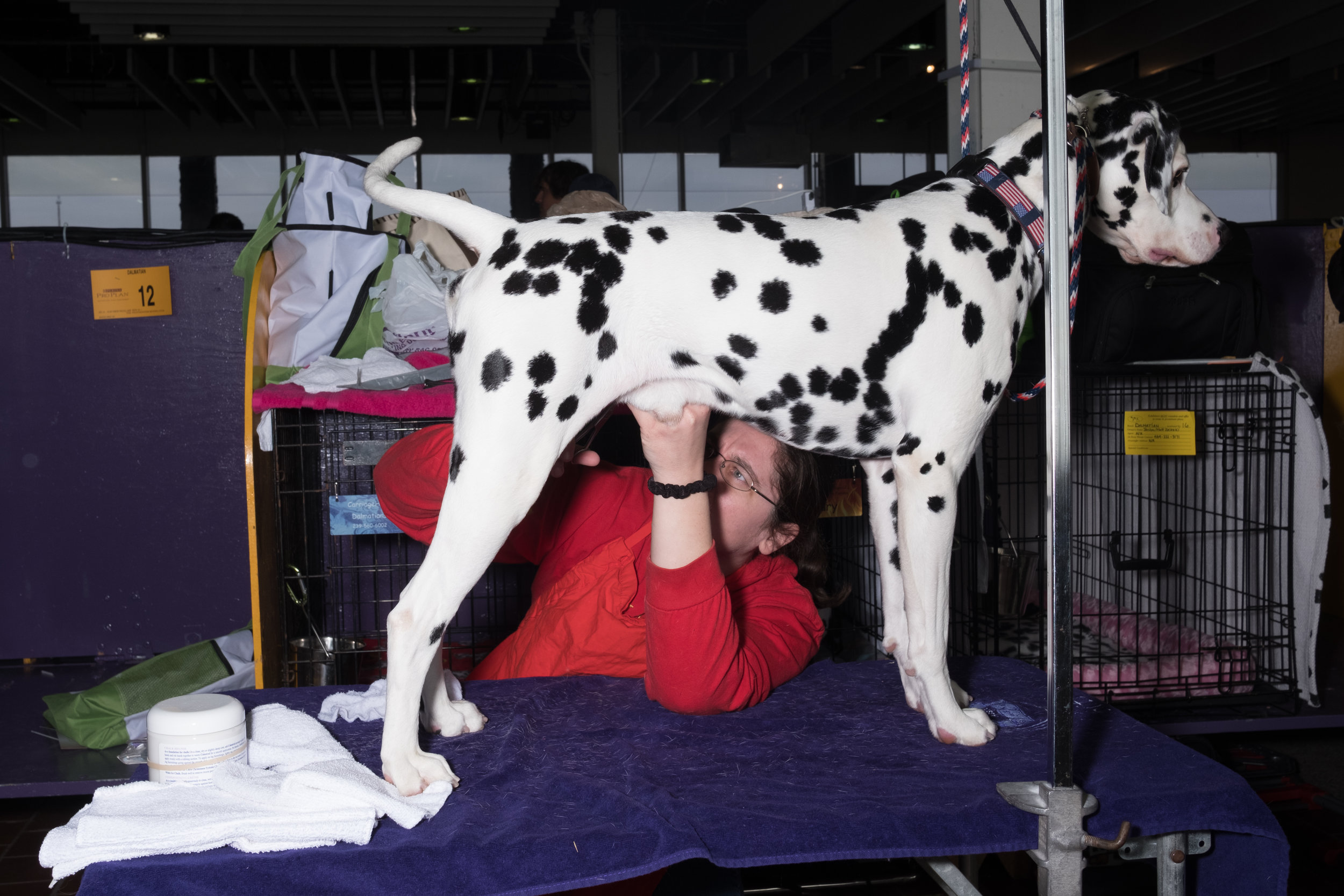 Dog-Show-4288.jpg