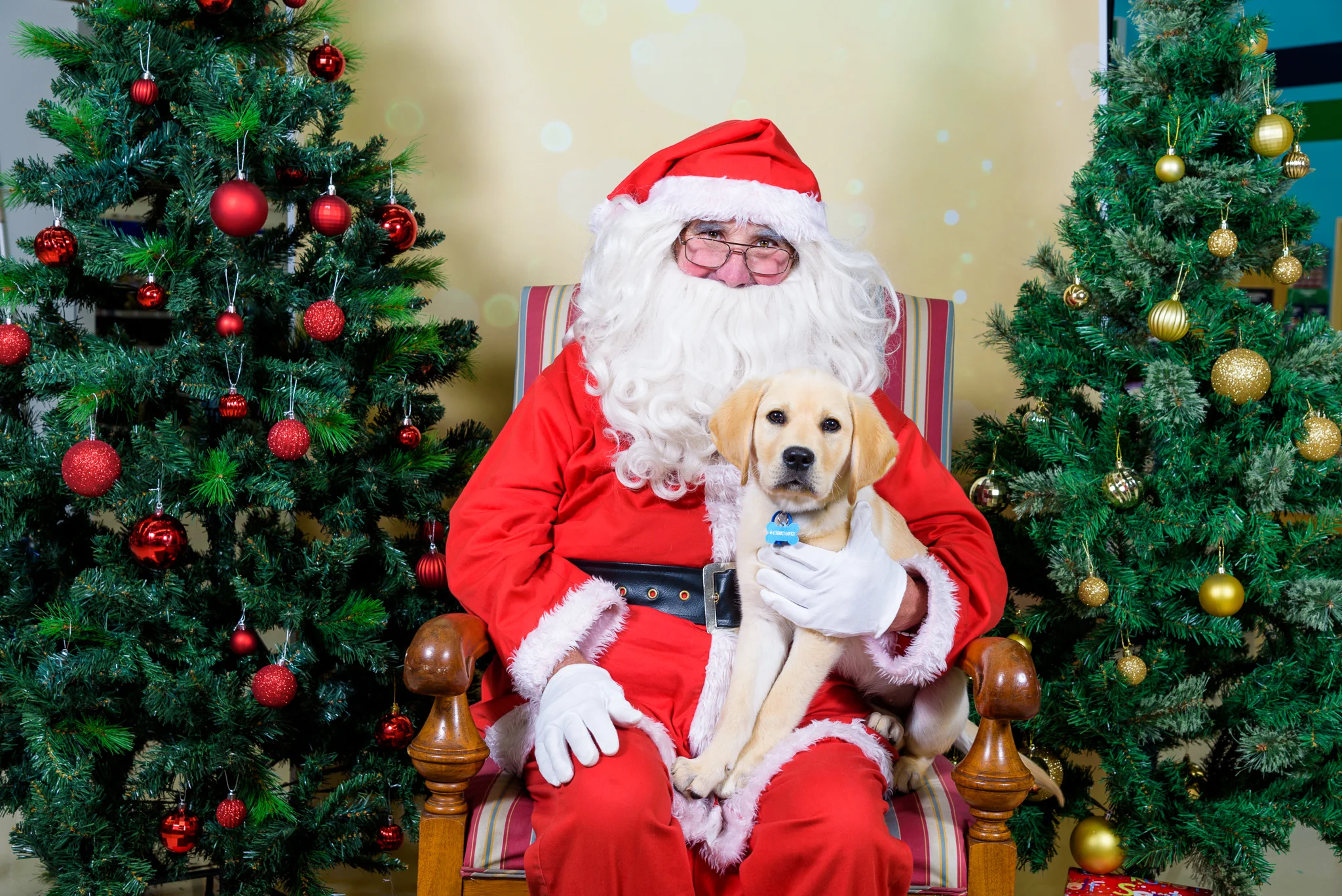 Puppies-2828.jpg