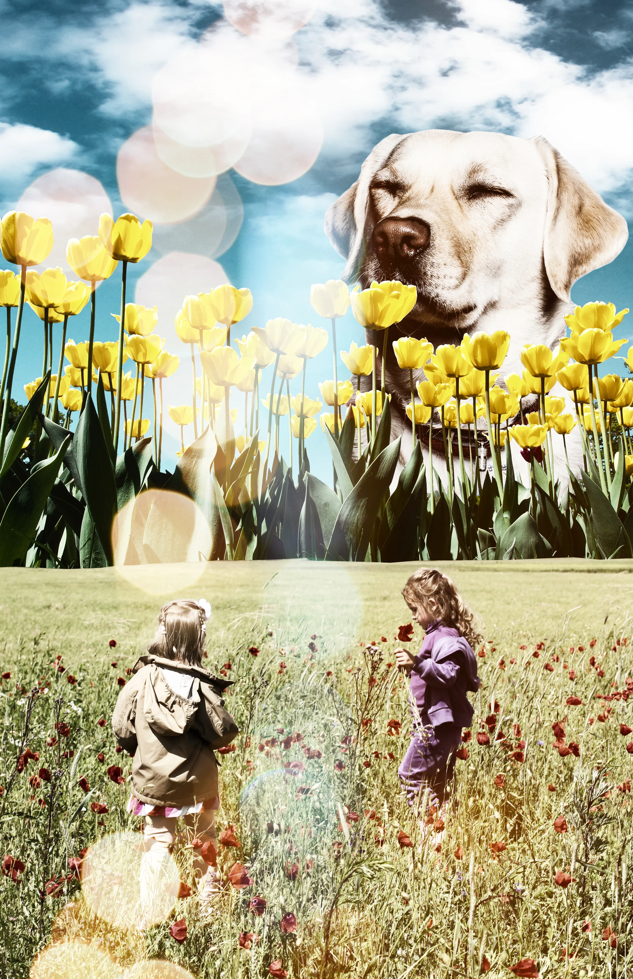 dogwatch.jpg