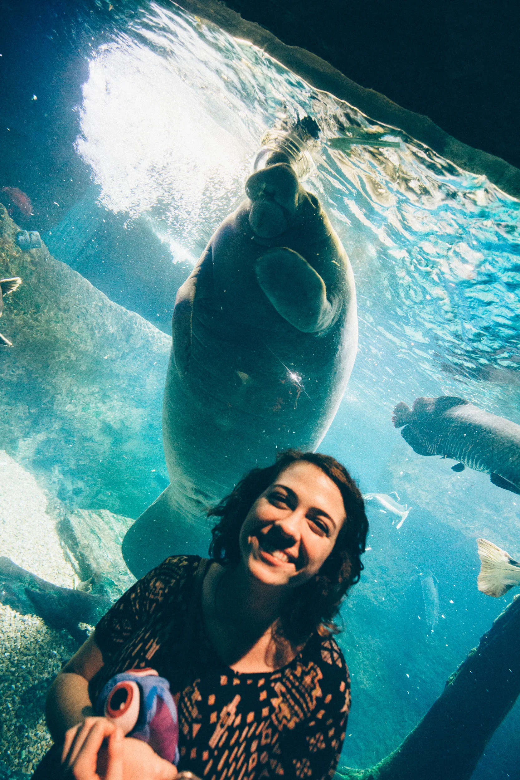 That manatee was just eating the entire time, so the moment it stopped I snapped this quickly!