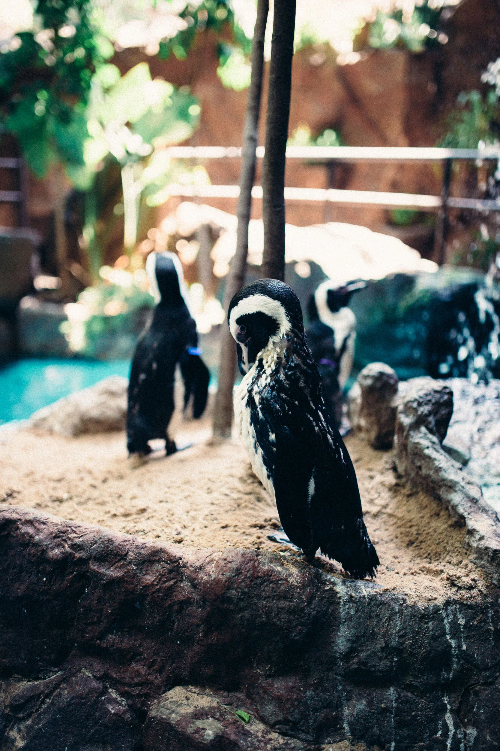 This penguin would literally not stop cleaning itself, so I just grabbed a photo anyway.