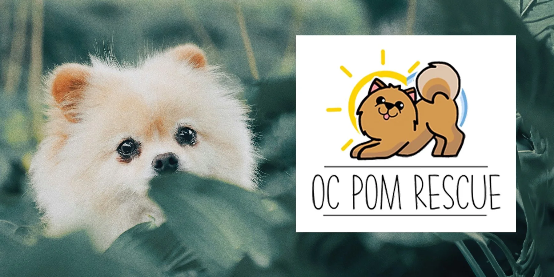 OCPomRescue.jpg