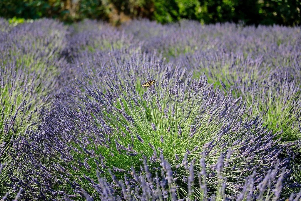 Sublime Stems | Woodinville Lavender Farm | Butternut Blonde Photography