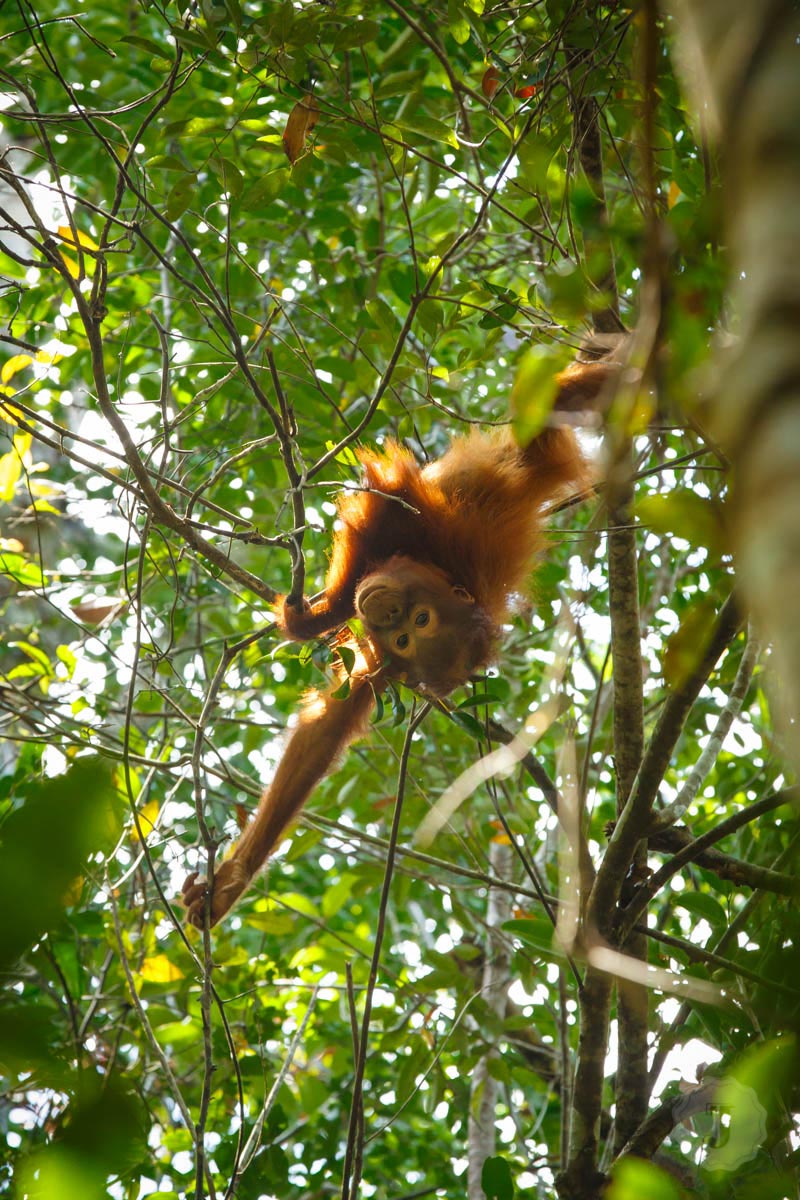 Sebangau_KalTeng_-20131014-72.jpg