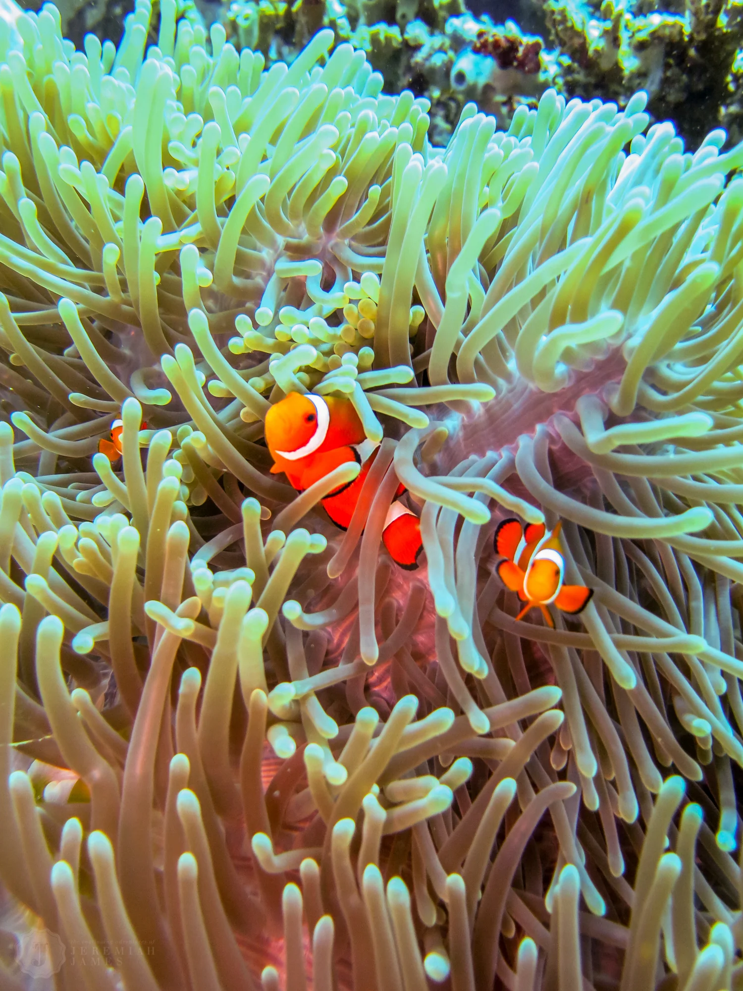 Pulau-Menjangan-20150416-78.jpg