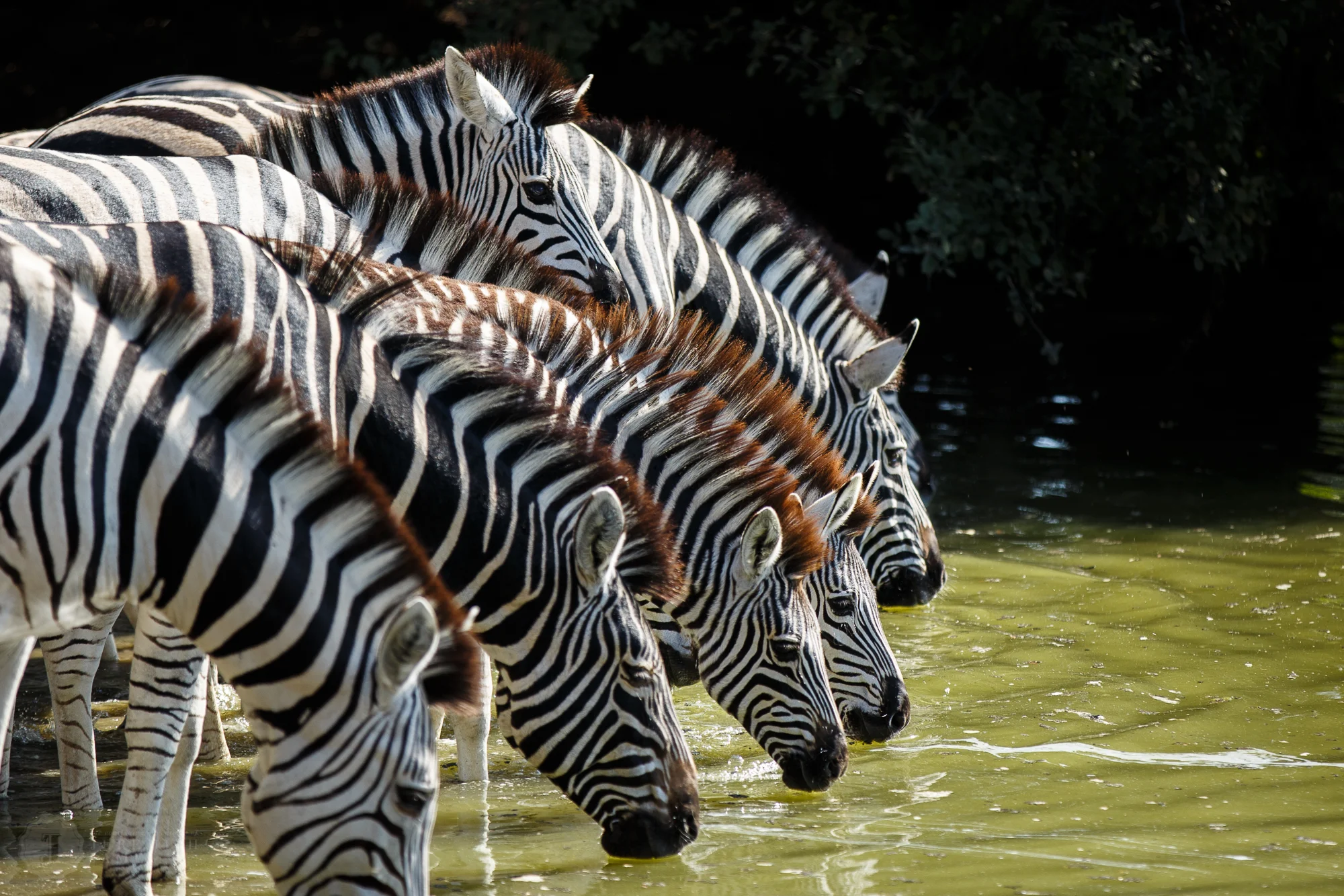 Botswana-20150510-148.jpg