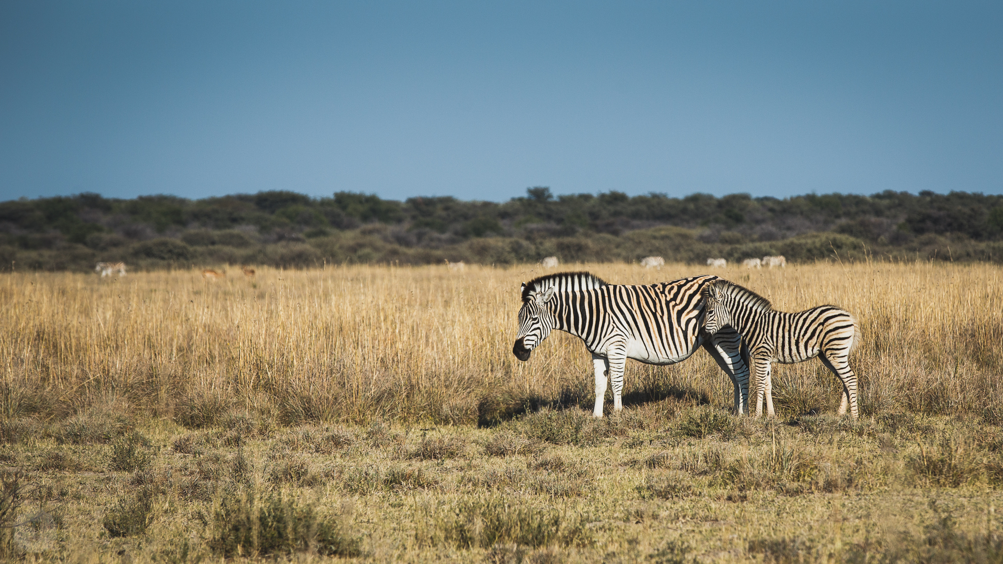 Botswana-20150510-54.jpg