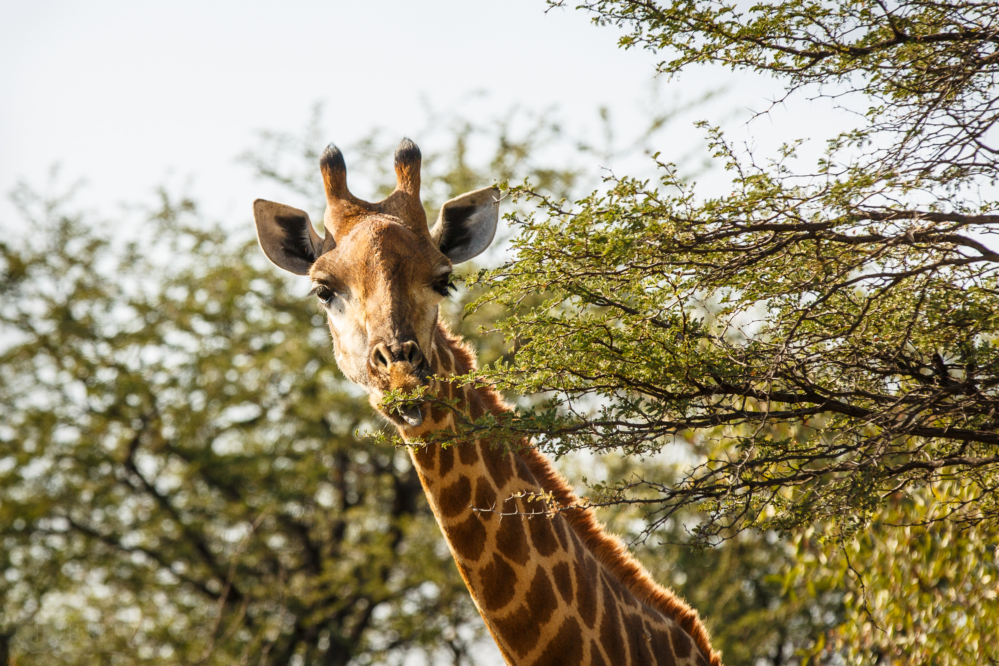 Botswana-20150510-93.jpg