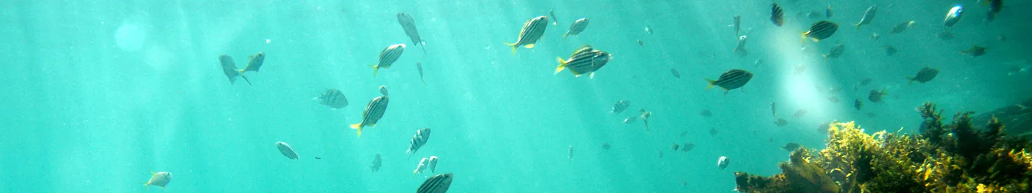 fish-n-fish-1014.jpg
