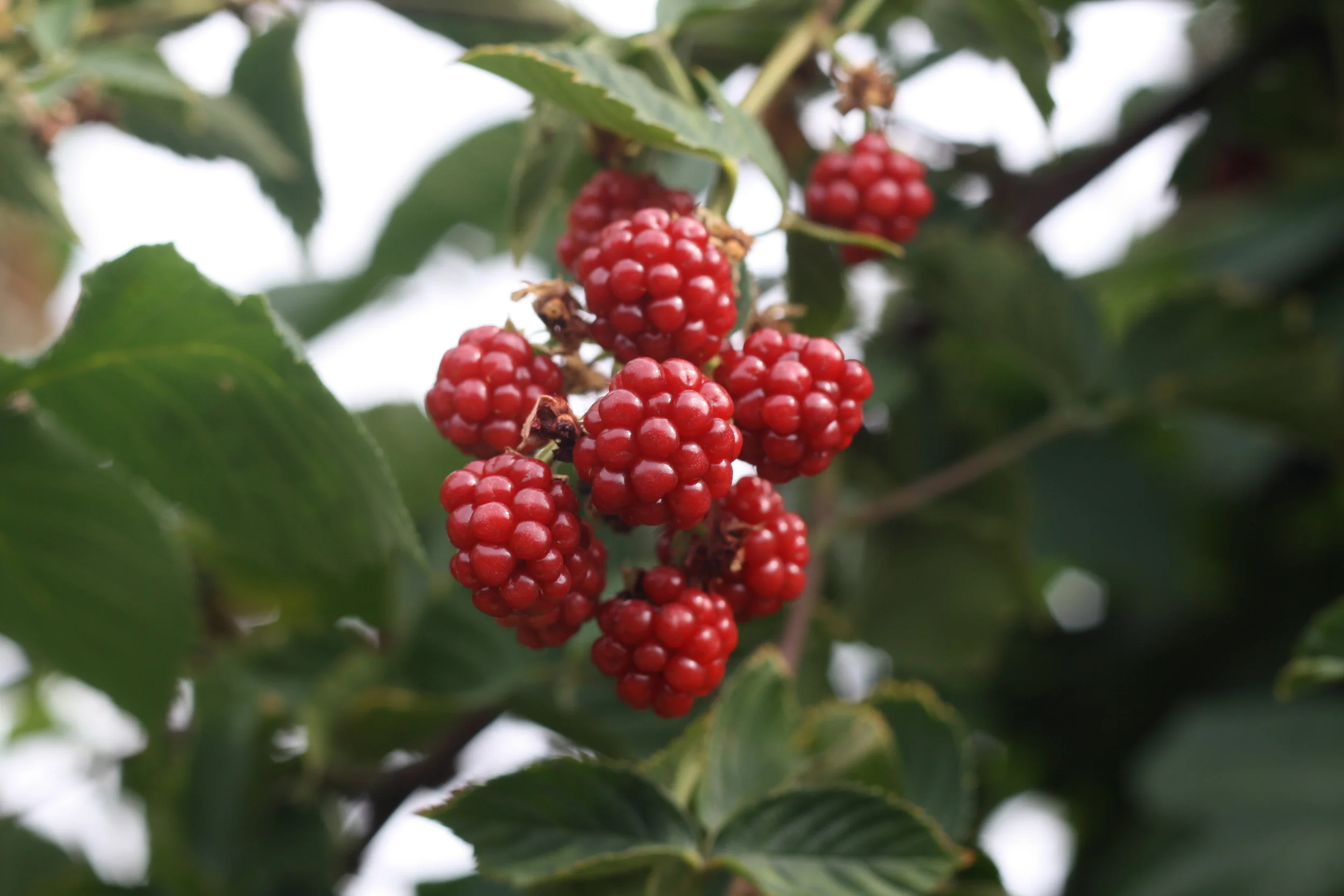 meg casey raspberry.JPG