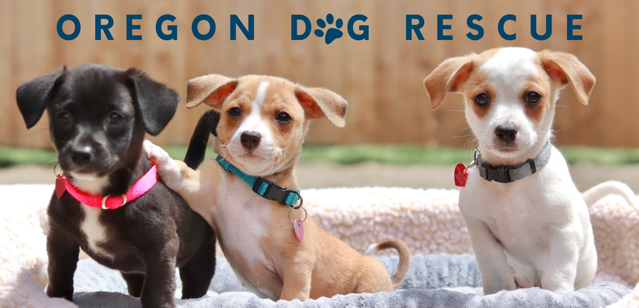 View Our Dogs Oregon Dog Rescue