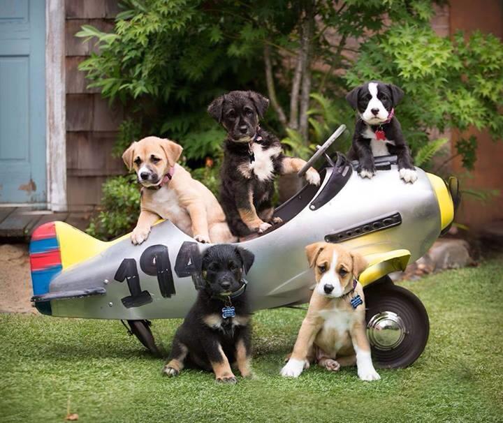 Adoption Policies — Oregon Dog Rescue Adoption Policies — Oregon Dog Rescue
