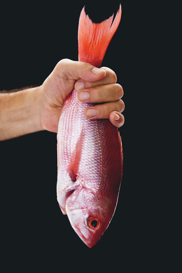 Red Snapper / Pargo