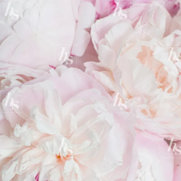 haute-stock-photography-peony-desktop-collection-final-9.jpg