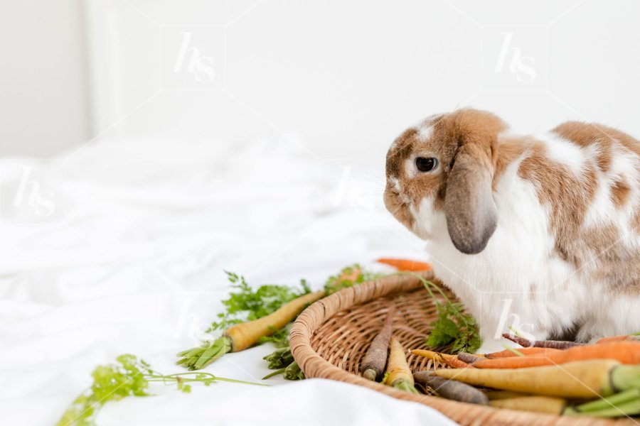 haute-stock-photography-subscription-easter-bunny-collection-finals-2.jpg