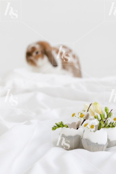 haute-stock-photography-subscription-easter-bunny-collection-finals-5.jpg