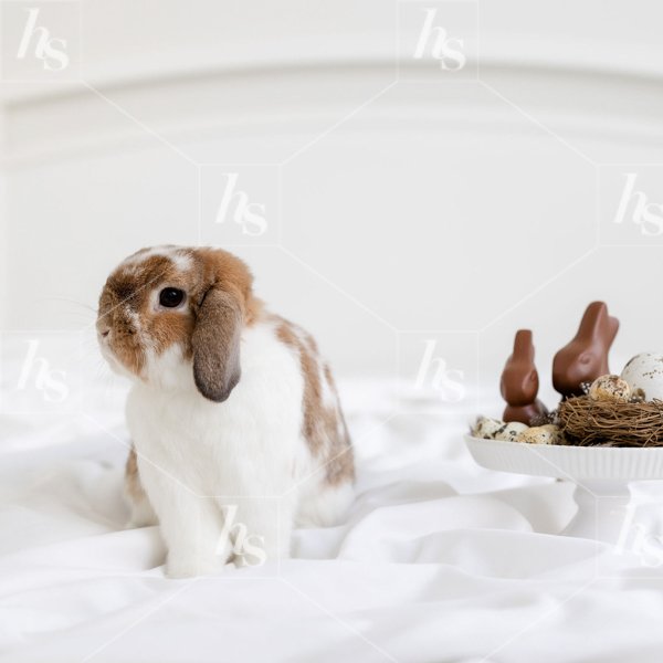 haute-stock-photography-subscription-easter-bunny-collection-finals-6.jpg