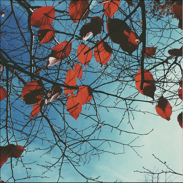 redleaves.png