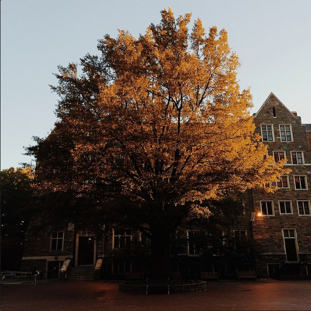 tree.png