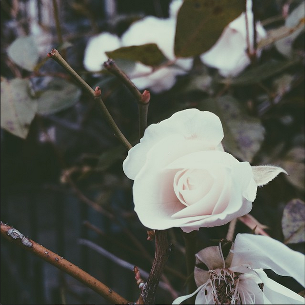 whiteflower.png