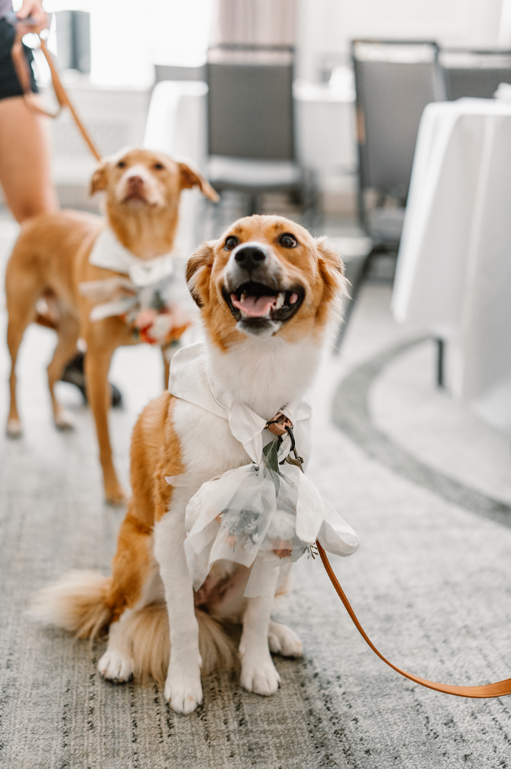 2026-02-06 14_58_14-Ali & Chase Wedding Gallery.png