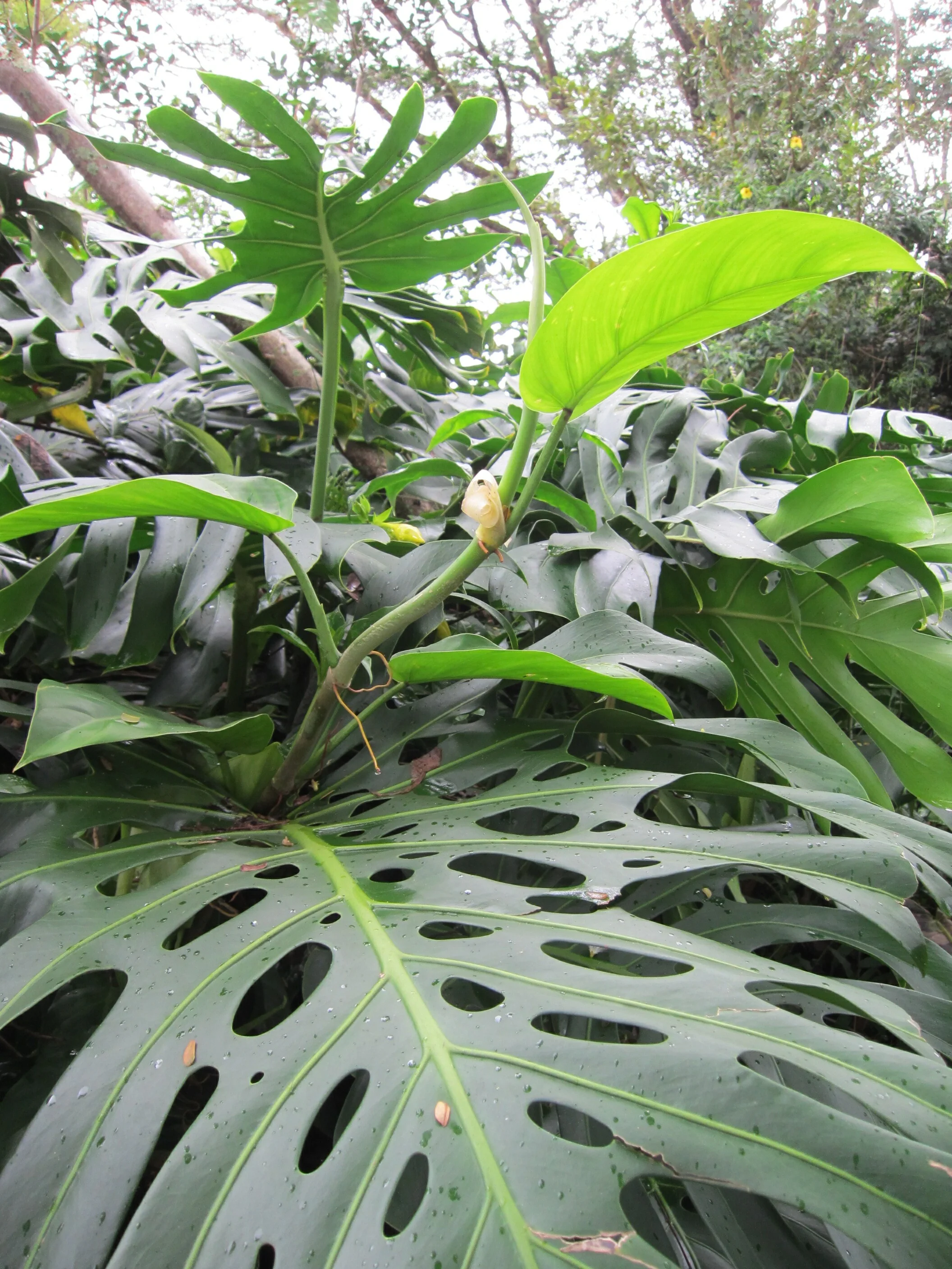 hawaii11d3botanicalgarden100.jpg
