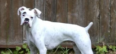 Noah The Dog Who Never Lived In A Home