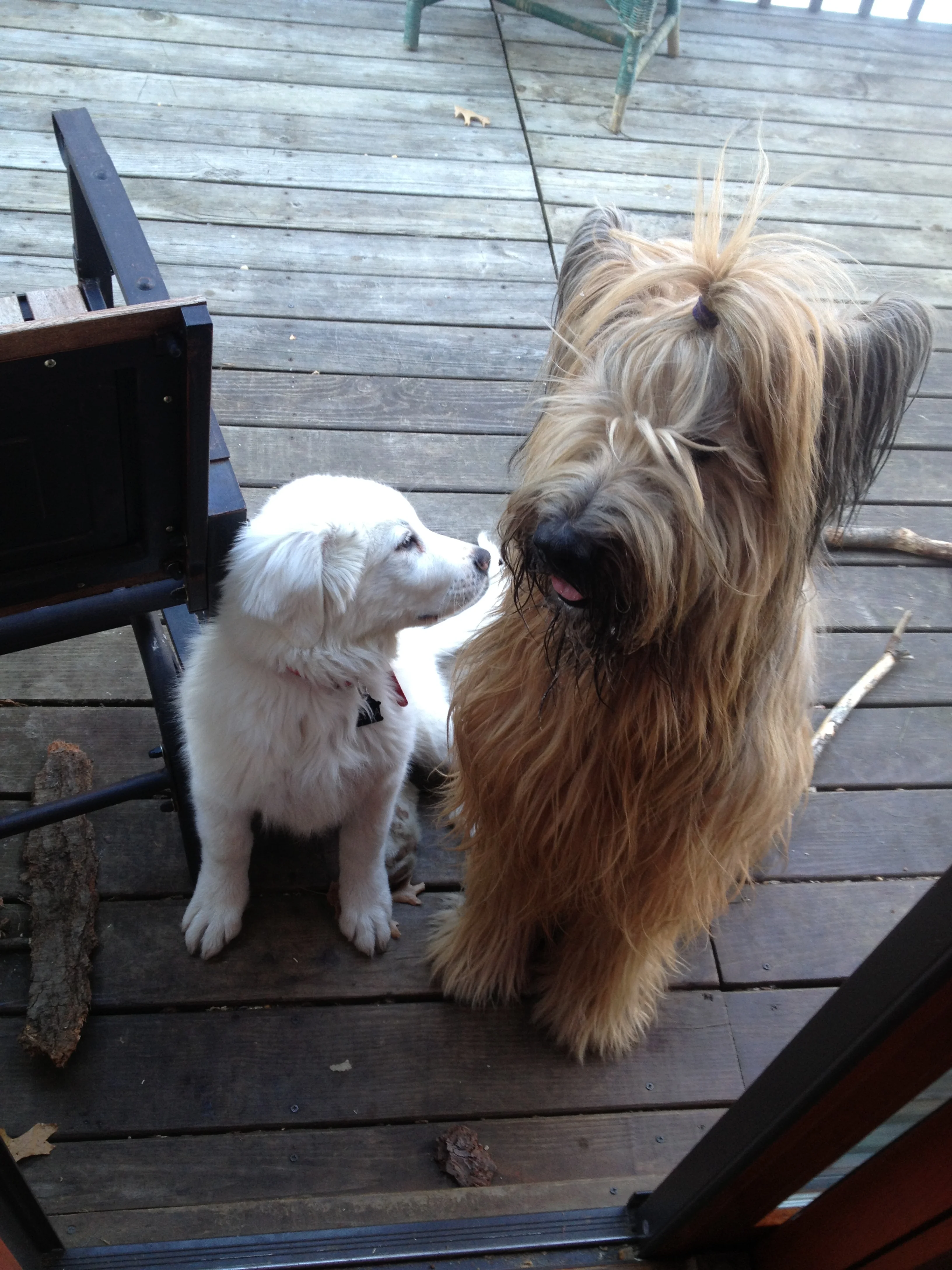 Jasper Having Some "Dog" Time