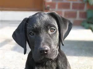 Dax The Puppy Who Ran Away