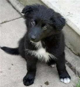 Nip the Border Collie Puppy