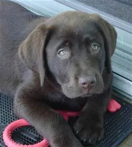 Bruin The Chocolate Labrador 