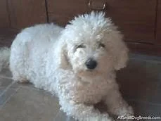 Winston the Bichon