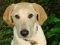 Libby The Alert Barker 