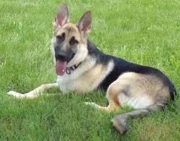                Pluto On the Road to a Better Life