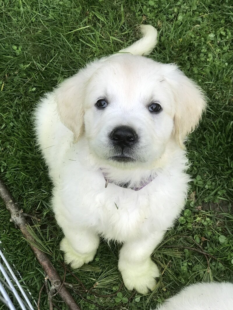 Cooper the Golden Retriever Puppy  