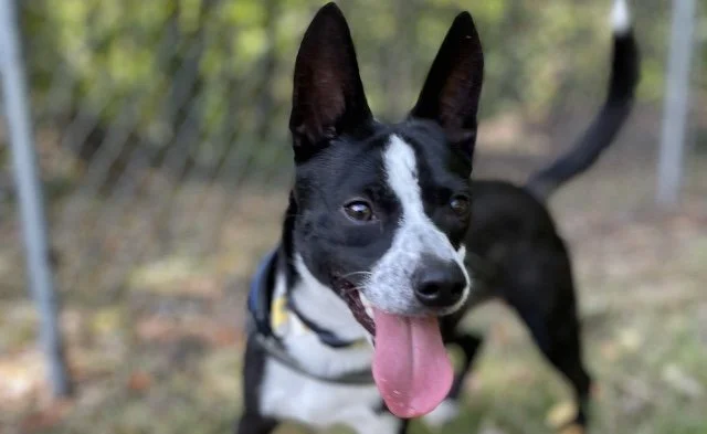 Chico’s remarkable progress