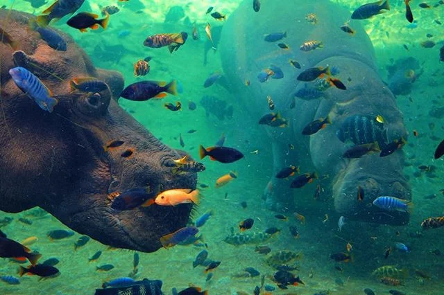 I 💕 hippos 🦛