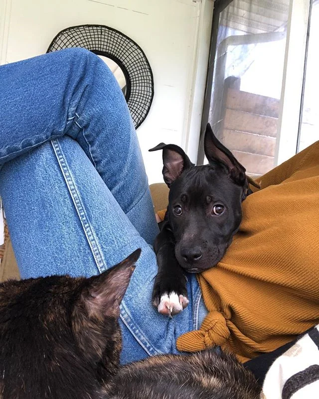 2019 has been an effort in trading a busy life that&rsquo;s exhausting, stressful, scattered and frantic with one that is more full and thoughtful, and where I am present and focused. I am smiling more and enjoying time with my #animalcrew