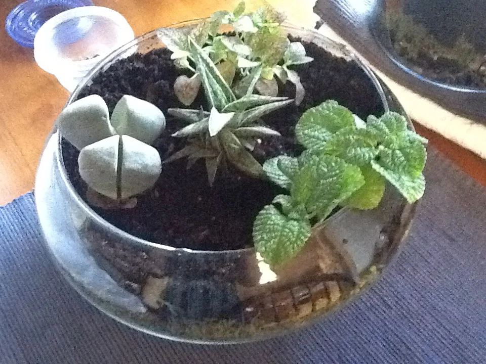 Terrarium 9-2013.jpeg